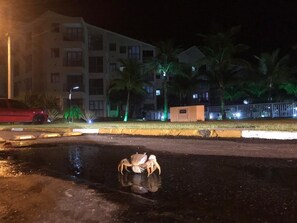 A nighttime street scene with a building in the background, palm trees, and a red car. - Reserva do Sahy, Condado (Mangaratiba)
