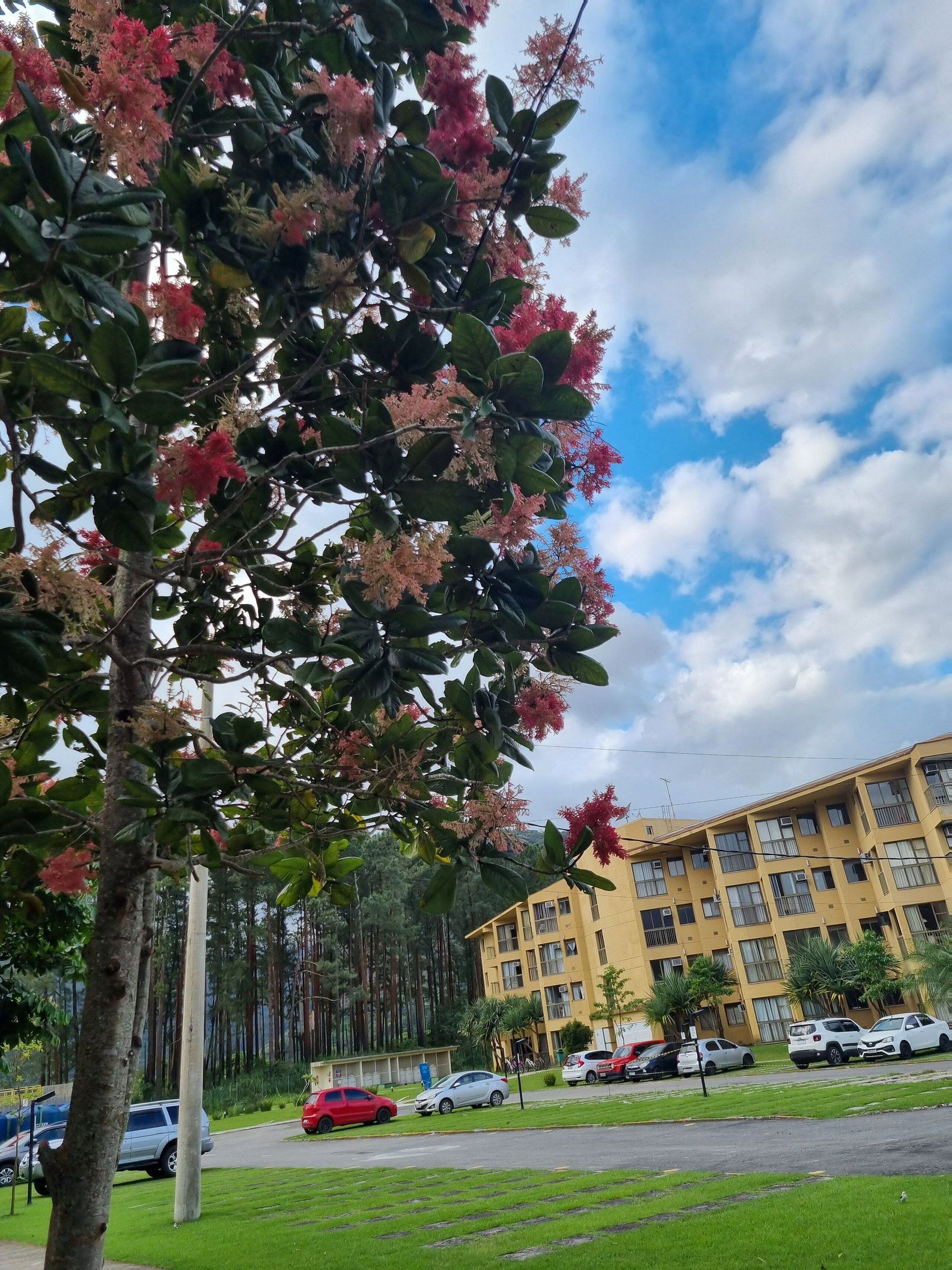 Comfort Apartment | Property grounds