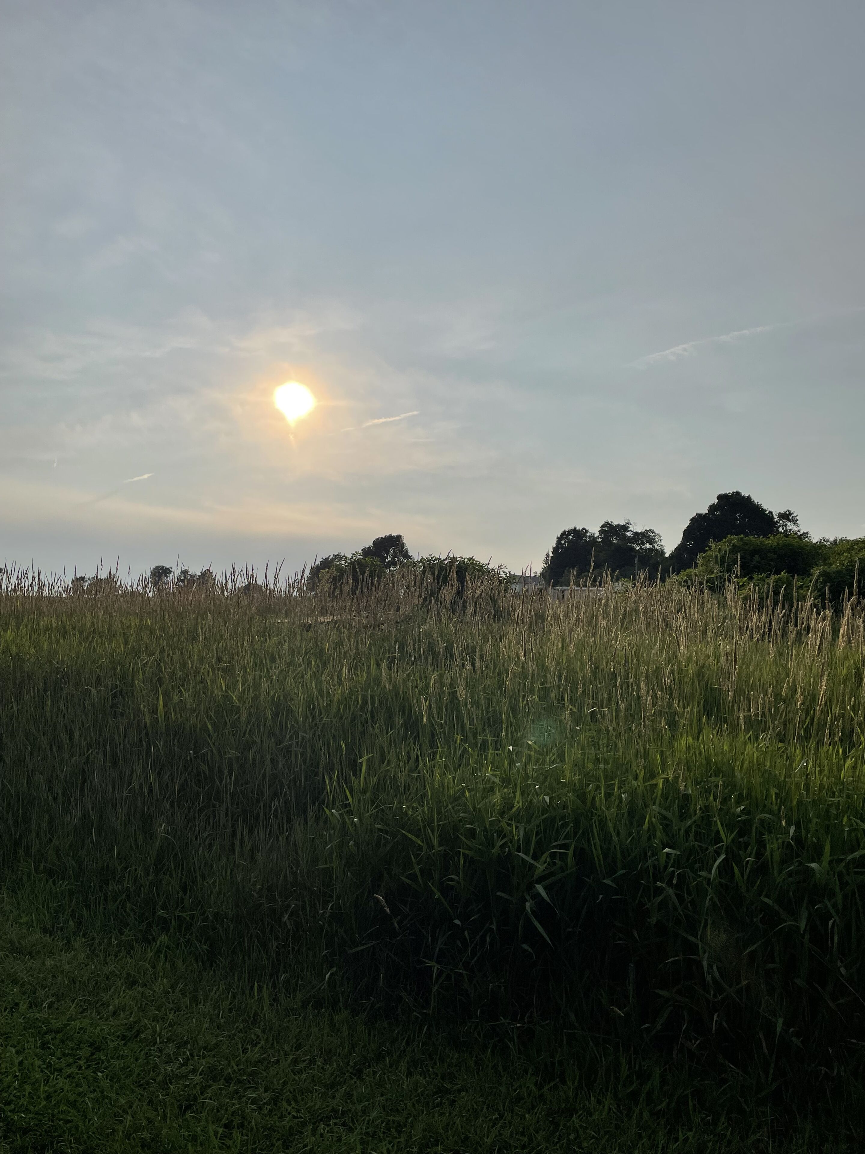 A field with tall grass and trees in the background.