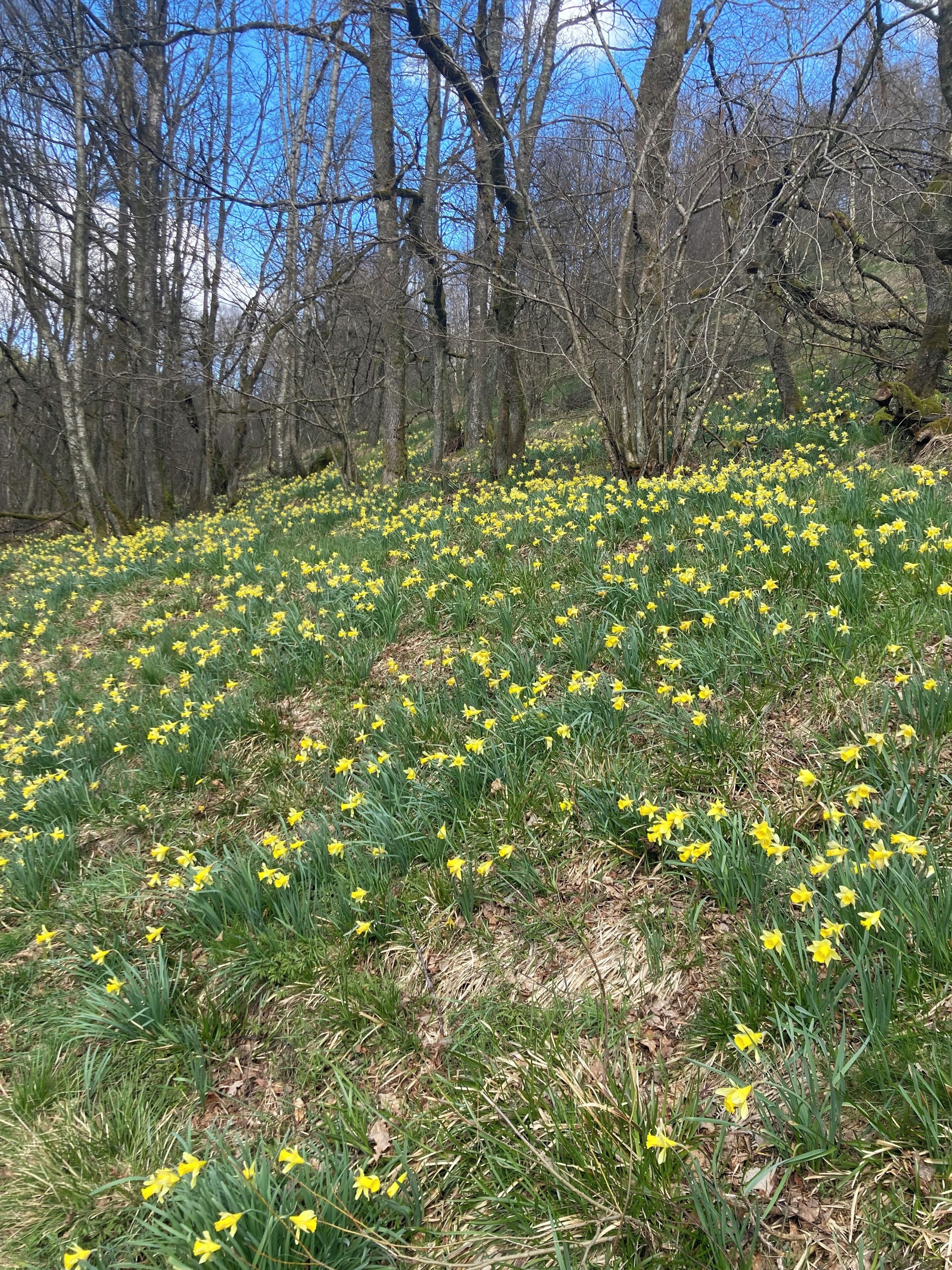A field of yellow daffodils in a forested area.