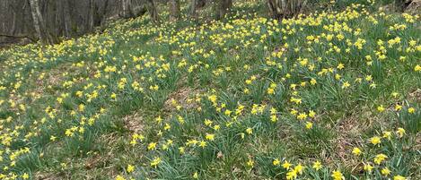 A field of yellow daffodils in a forested area.