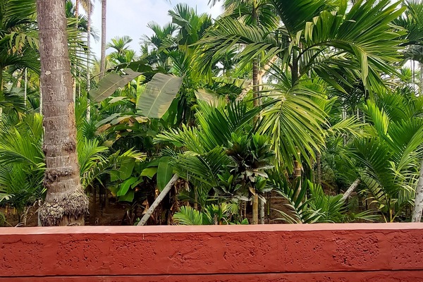 Deluxe kamer, uitzicht op tuin | Terras