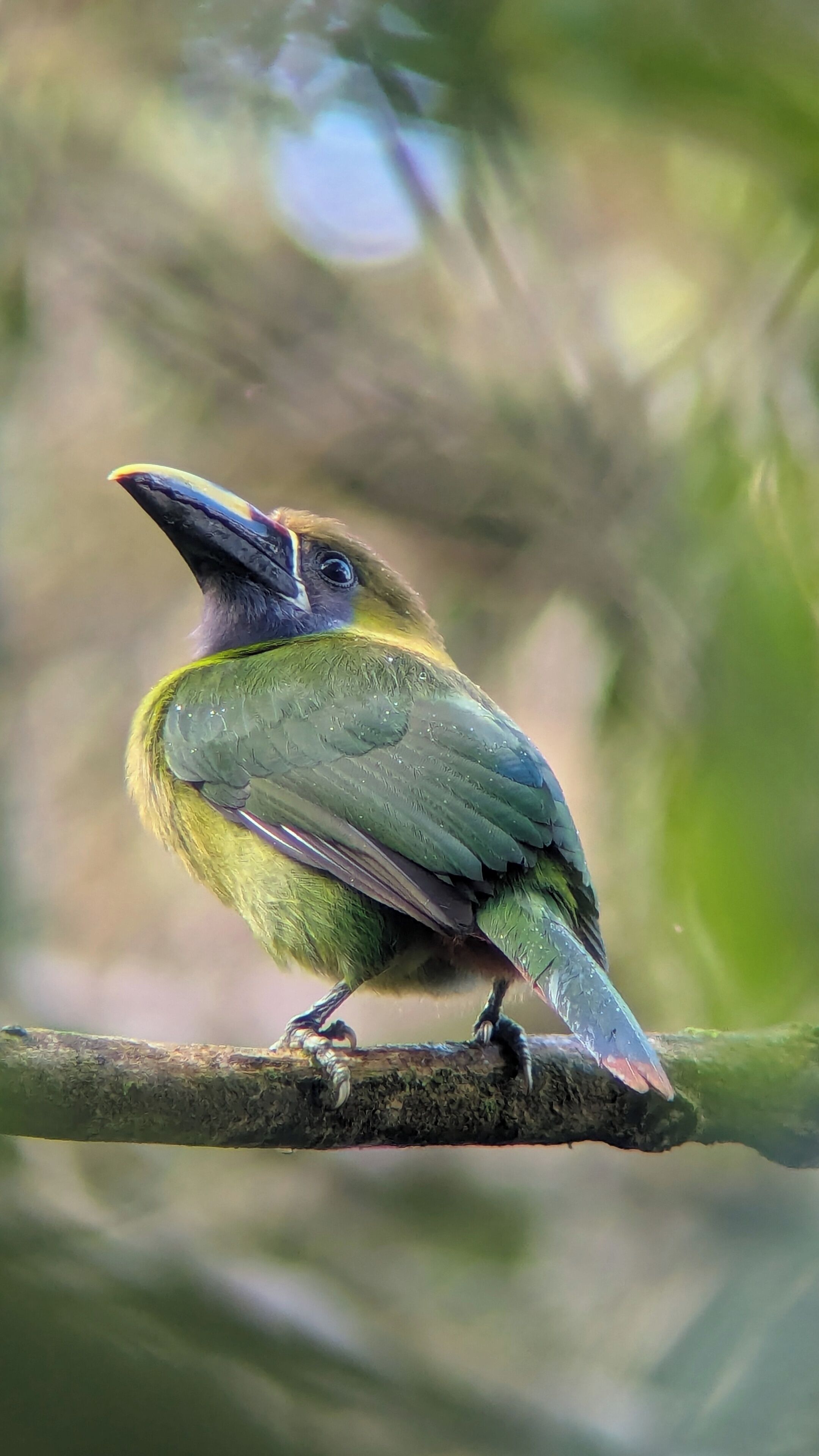 A bird perched on a branch.