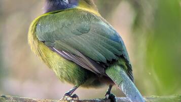 A bird perched on a branch.