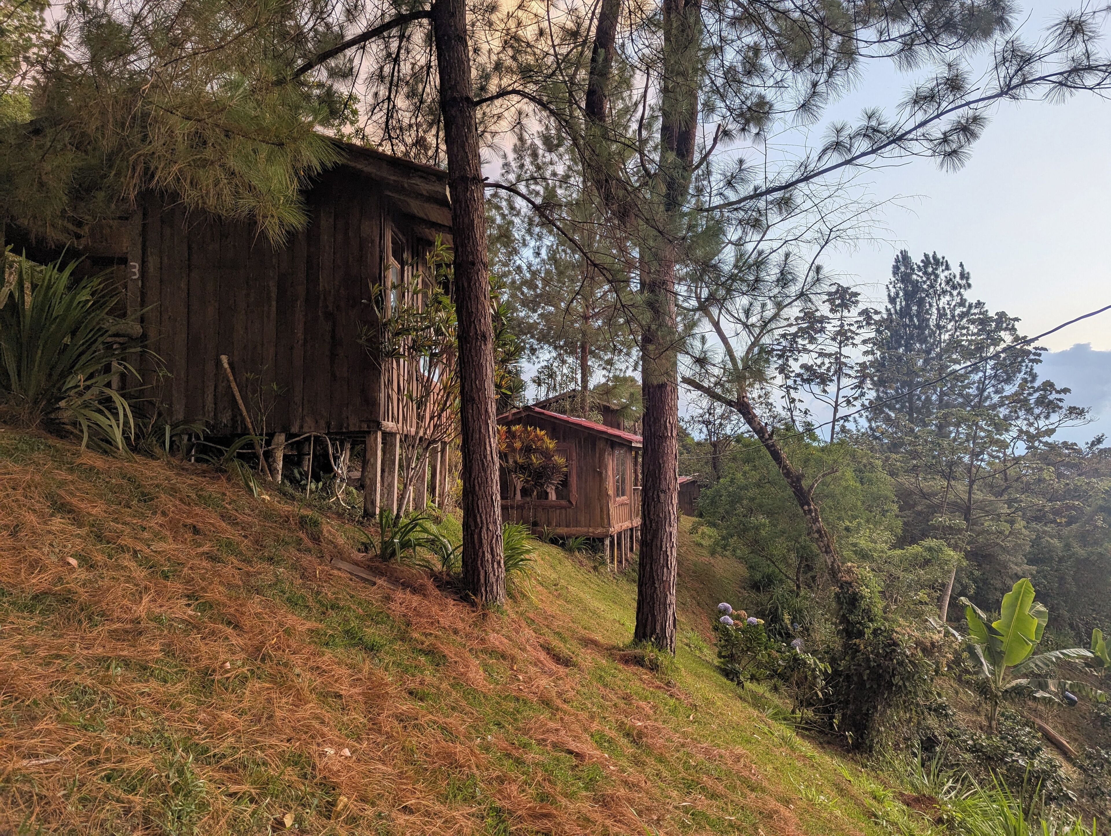 A rustic wooden cabin with a red roof, surrounded by dense pine trees and lush greenery on a hillside.