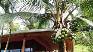 A wooden building with a covered porch, surrounded by palm trees and greenery.