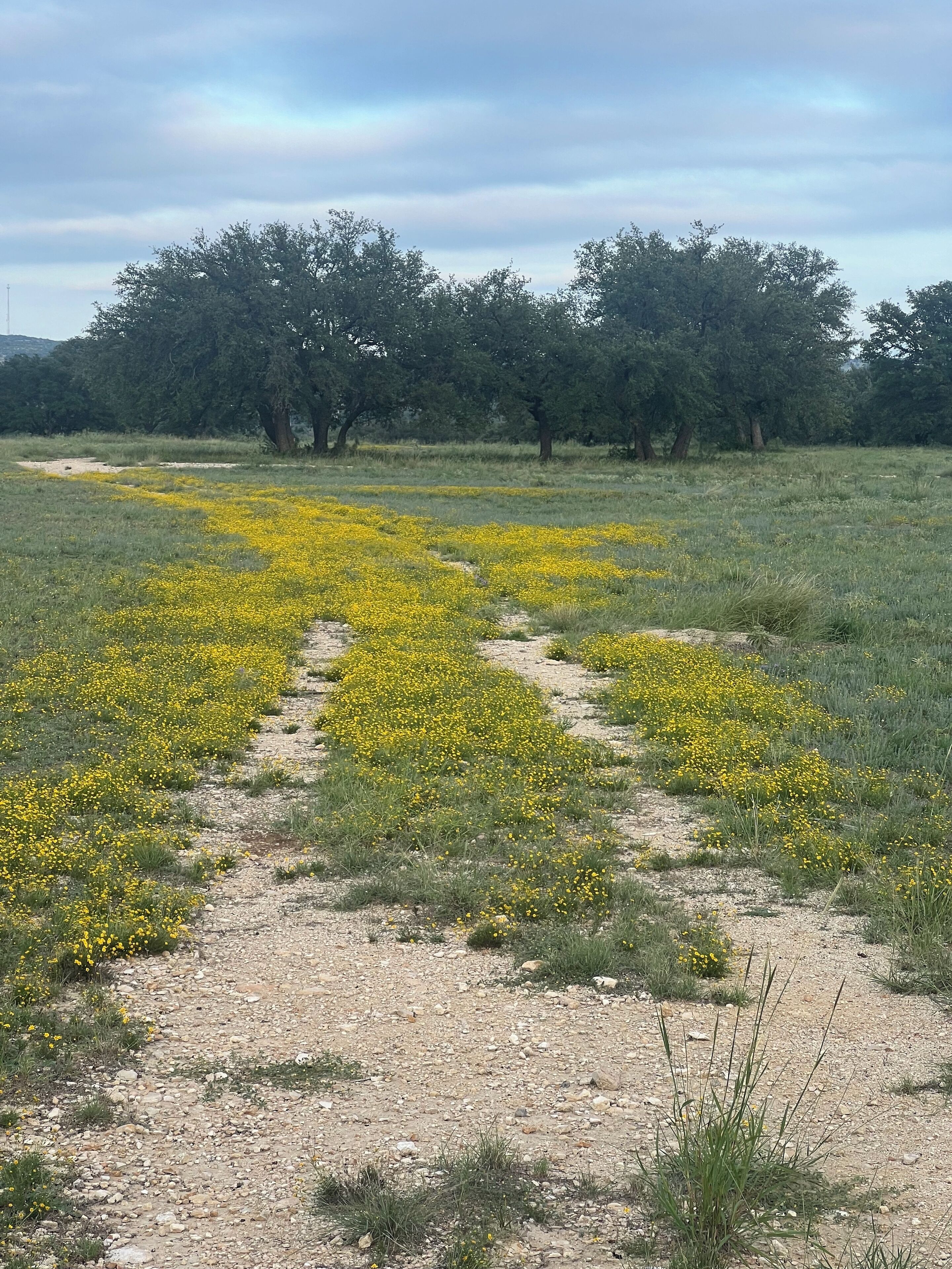 A gravel path through a field of yellow flowers, leading to a wooded area.