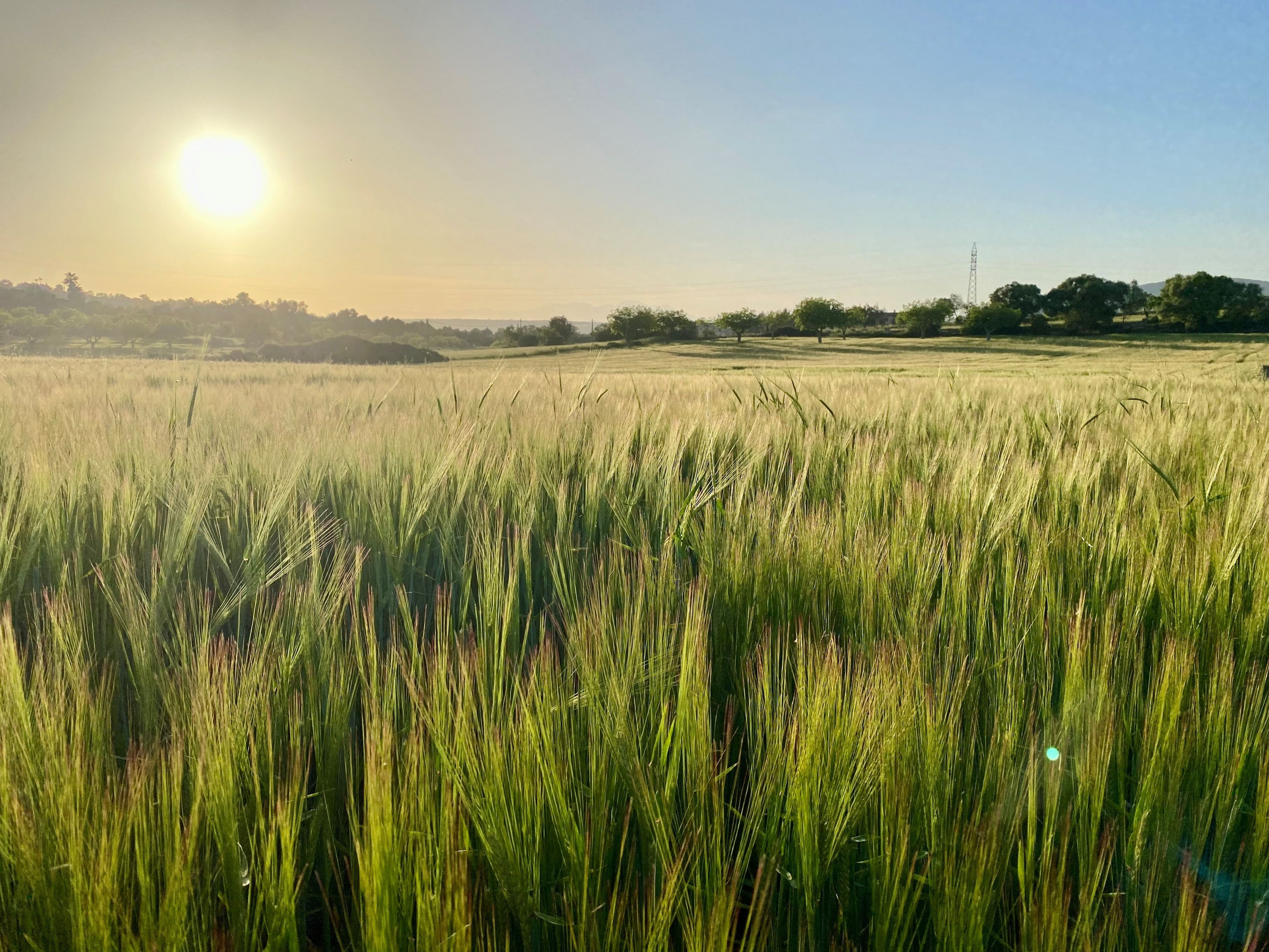 A field of tall grass with a clear sky and a distant structure.