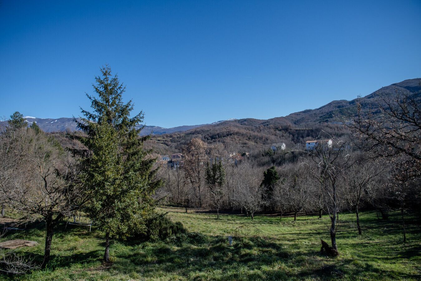 Un paysage rural avec un ciel dégagé, un grand arbre à feuilles persistantes bien visible au premier plan et, au loin, une vue sur des maisons situées sur une colline.