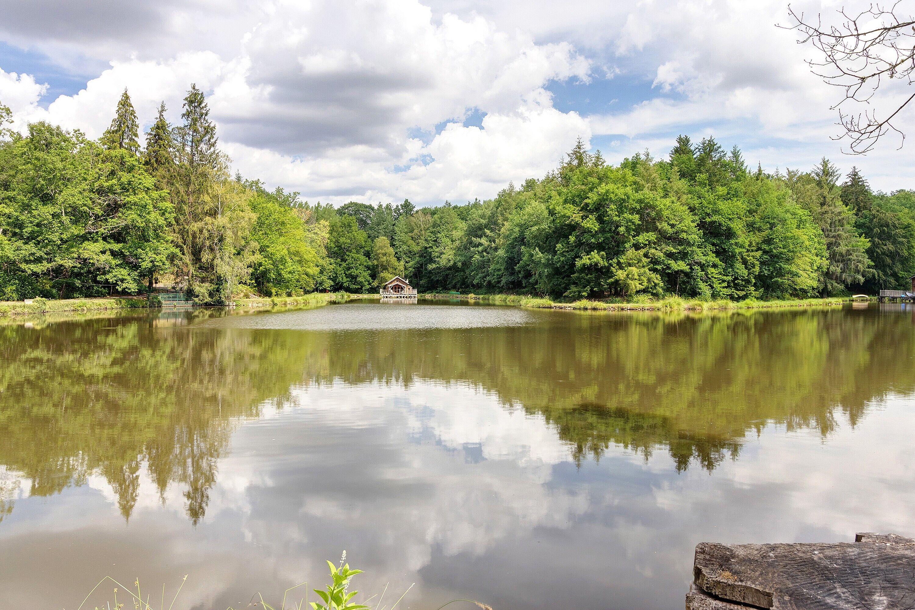 Ein ruhiger See mit einem hölzernen Steg, der ins Wasser führt, umgeben von dichtem Grün.
