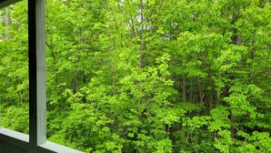 Blick aus einem Fenster auf einen dichten Wald.
