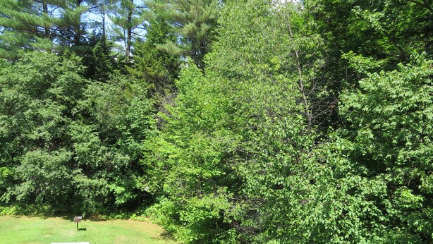 A picnic table in a grassy area surrounded by dense green trees. - Official Seasons RMC Condo 19H - 2 bedrooms + loft - sleeps 8 - No Fees (Bartlett)