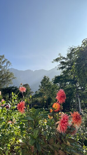 Un giardino fiorito con montagne sullo sfondo.