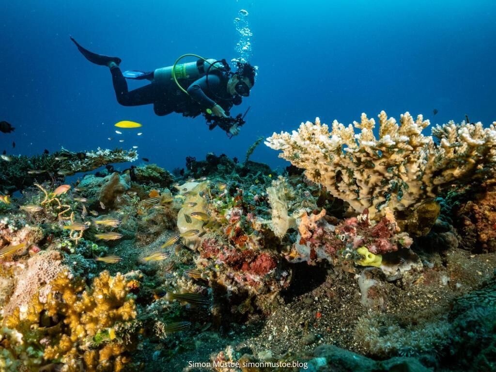 Um mergulhador explorando um recife de coral vibrante com diversas espécies de peixes.