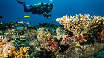 Um mergulhador explorando um recife de coral vibrante com diversas espécies de peixes.