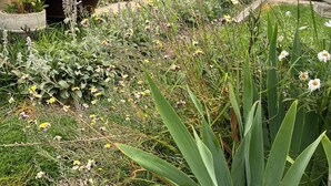 Une maison dotée d’un porche, entourée d’un jardin où poussent différentes plantes et fleurs.