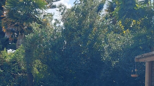 En swimmingpool omgivet af frodig vegetation og en stenhævet sti.