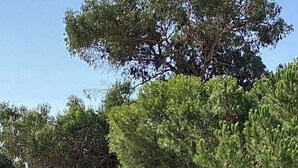 Un jardín bien cuidado con césped, árboles y un sendero que lleva a un edificio.