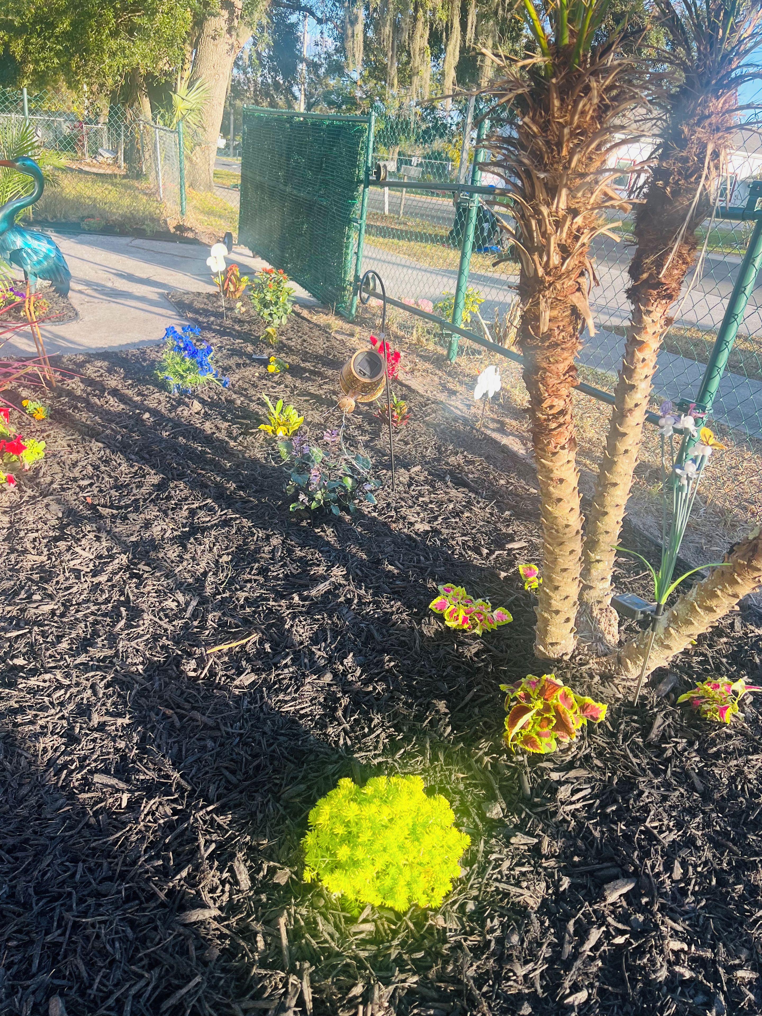 Un jardín con diversas plantas y una palmera.