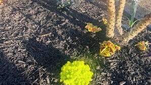 Un jardin avec différentes sortes de plantes et un palmier.
