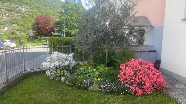 Un jardín con diversas plantas florecientes y una cerca de metal.