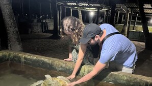 Two people handling a turtle in a water tank. - Swarnapaya résidence (Bentota)
