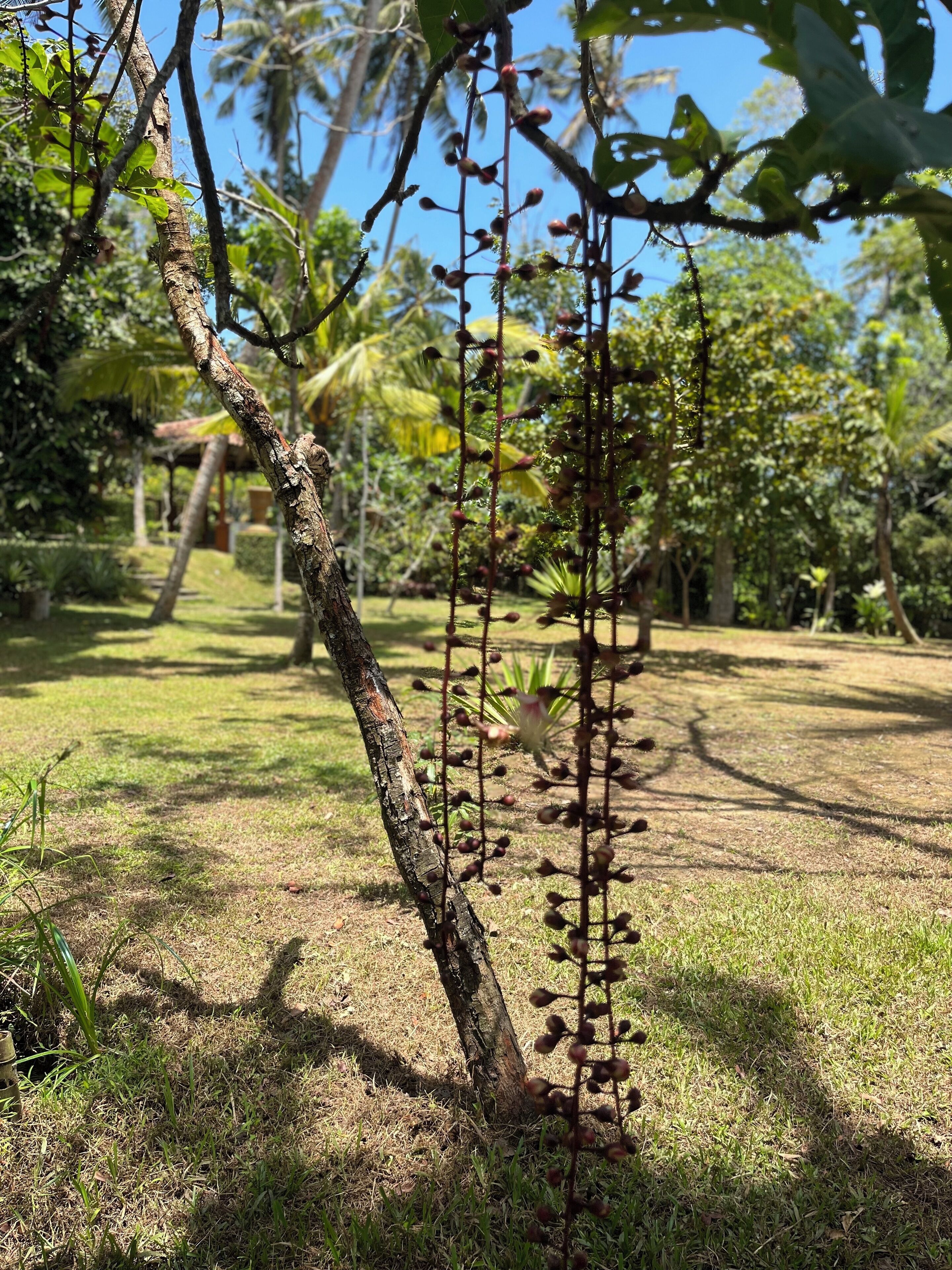 A tree with hanging pods in a grassy area with other trees in the background.