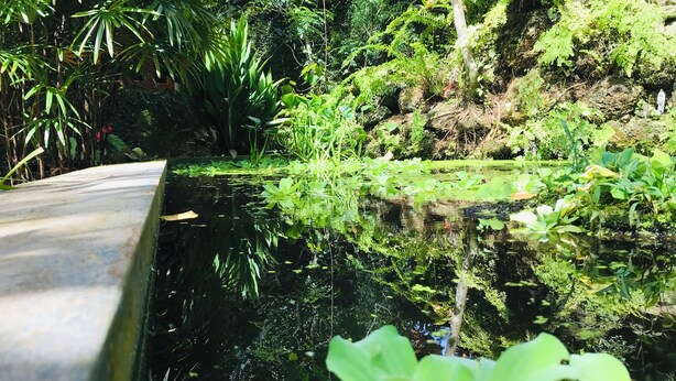 A serene pond with lush greenery and a concrete edge. - Swarnapaya résidence (Bentota)