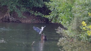 A bird flying over a body of water with dense foliage in the background.
