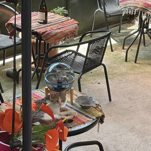 Un chat est allongé sur une chaise en osier, et sur une table, on peut voir un saladier en verre et une bouteille de vin.