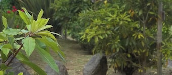 Faial Cottage, Azores - Cozy Local Stay with Private Patio