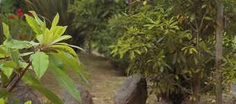 Faial Cottage, Azores - Cozy Local Stay with Private Patio