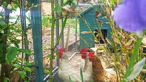 A garden with a chicken coop, green plants, and a blue flower. - Chalet le muveran, in the center of gryon with garden! (Gryon)