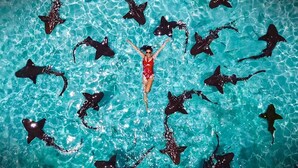 A person in a red swimsuit surrounded by multiple stingrays in a clear blue pool.