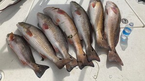 Varios peces dispuestos sobre la cubierta de un barco.