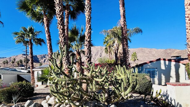 Paisaje desértico con altas palmeras, un cactus y un edificio de techo rojo.