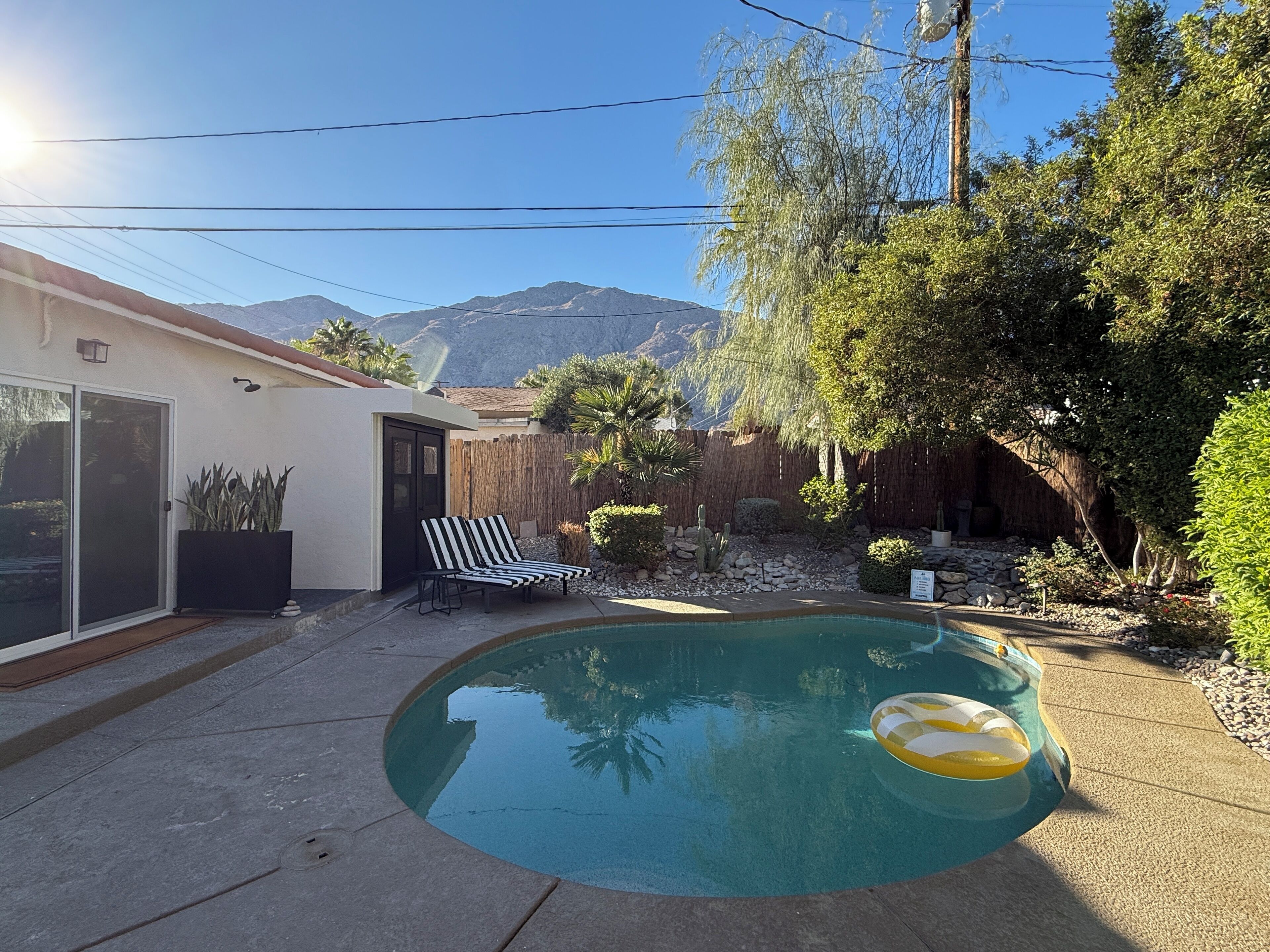 A backyard with a swimming pool, a lounge chair, and a cactus plant.