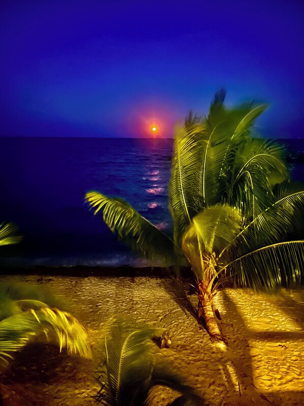 Studio, Sea View | View from room - Finca Beachfront Tree house (Placencia)