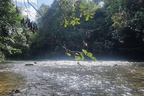 Une rivière aux eaux claires, bordée d’une végétation luxuriante et d’arbres.