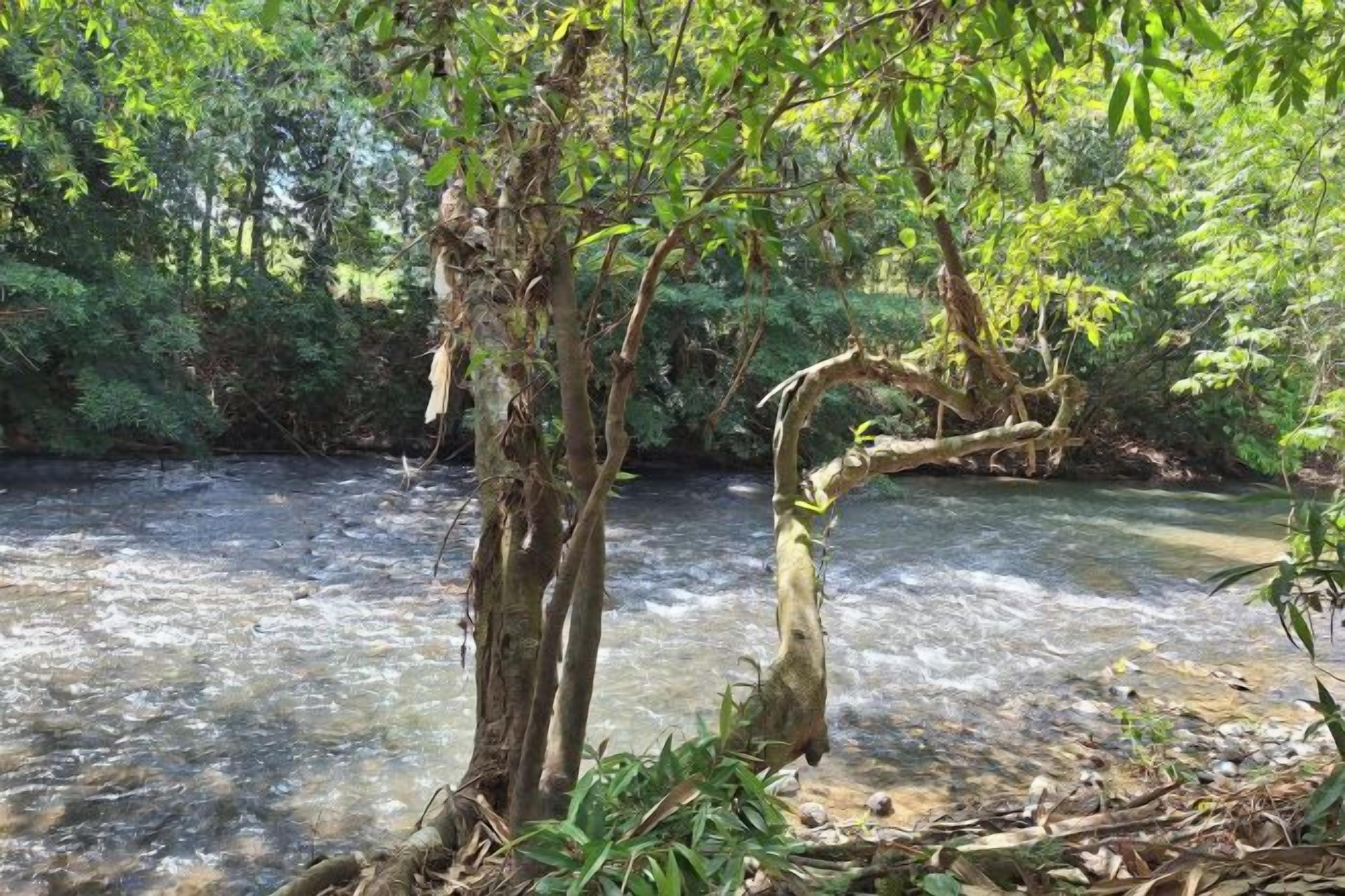 A river with trees and foliage in the background.