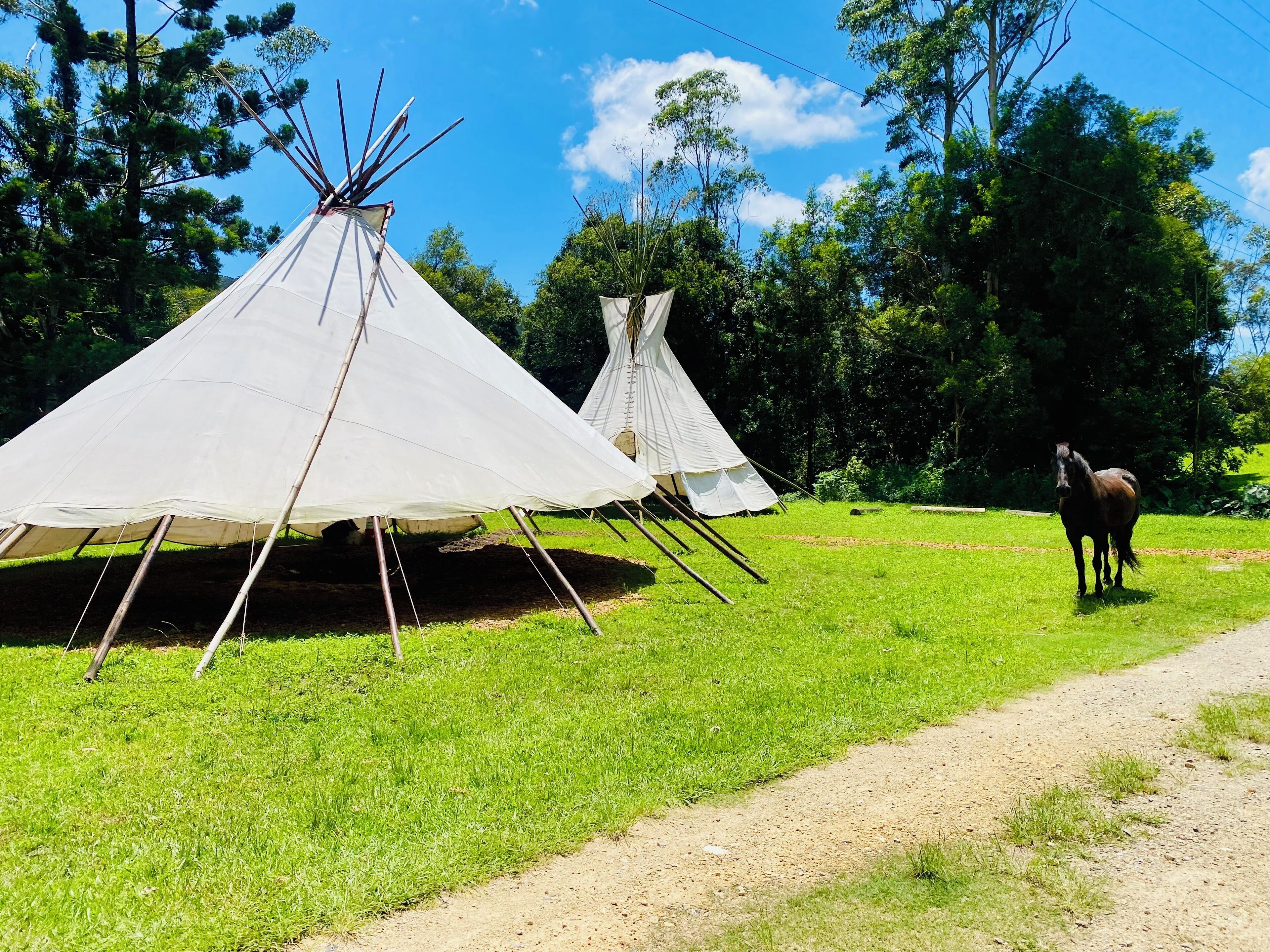 Two white teepees with a horse in the background.