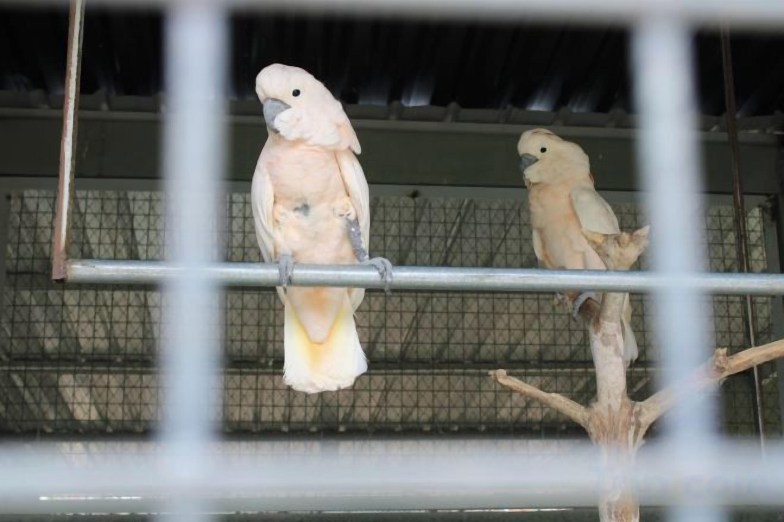 Two birds in a cage with a metal bar and a wooden perch.