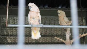 Two birds in a cage with a metal bar and a wooden perch.