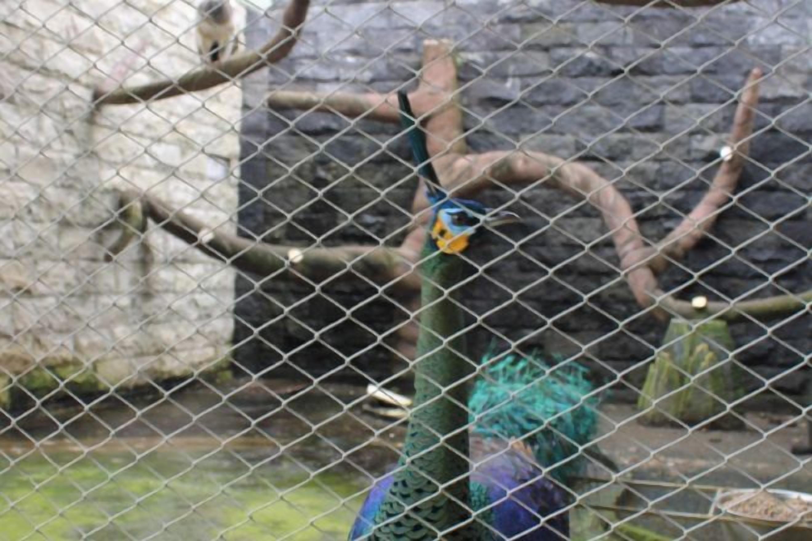 A peacock behind a chain-link fence, with branches and a stone wall in the background.