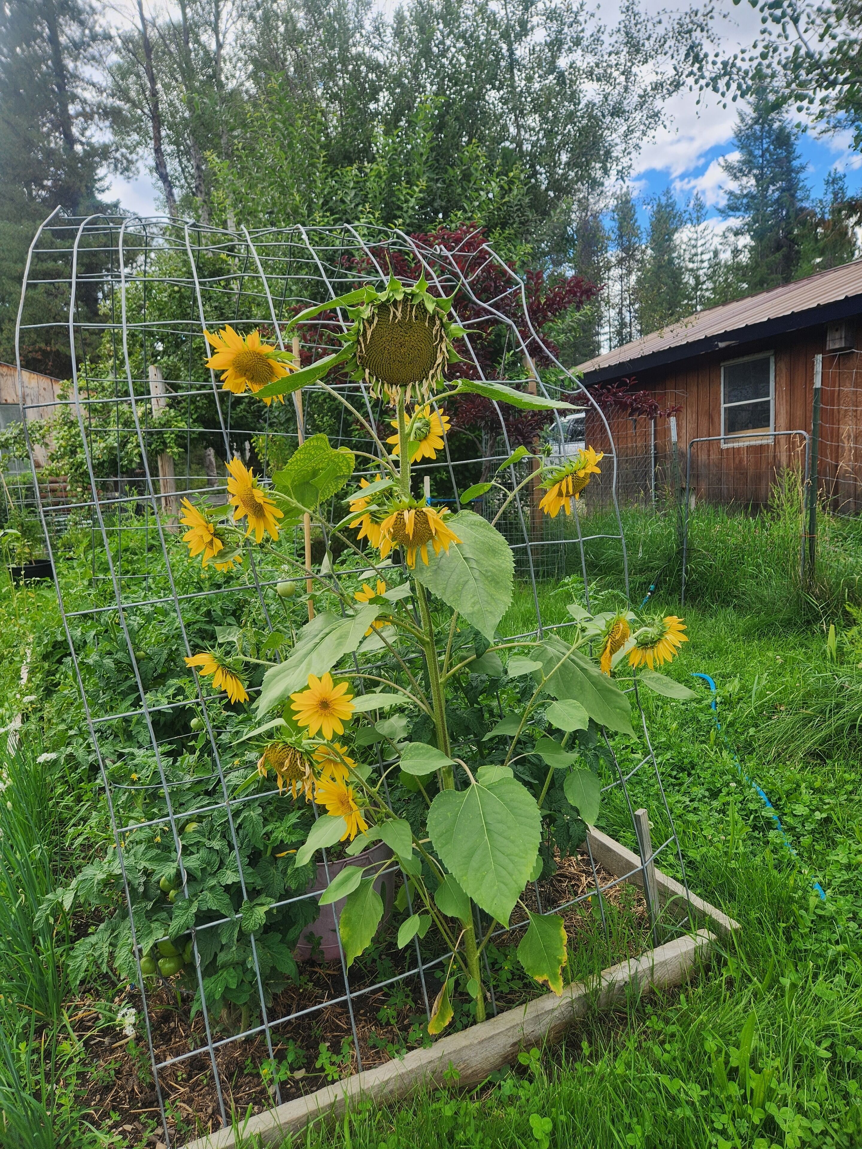 Un jardín con una planta de girasol sostenida por una celosía metálica.