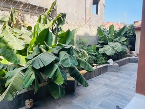 A courtyard with large banana plants, a tiled floor, and a barbed wire fence.