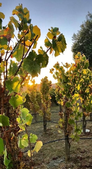 A vineyard with rows of grapevines.