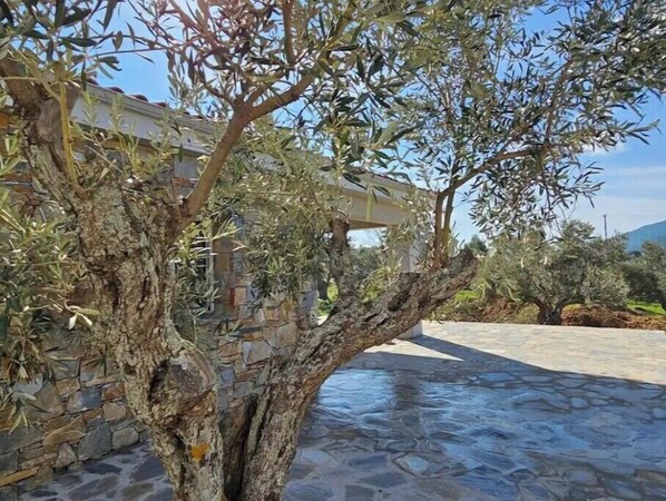 Stunning stone wall surrounds a lush courtyard with a majestic tree.