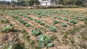 Un champ de légumes-feuilles, peut-être une ferme de choux, avec un petit bâtiment en arrière-plan.