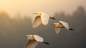 Trois oiseaux en vol sur un arrière-plan flou.